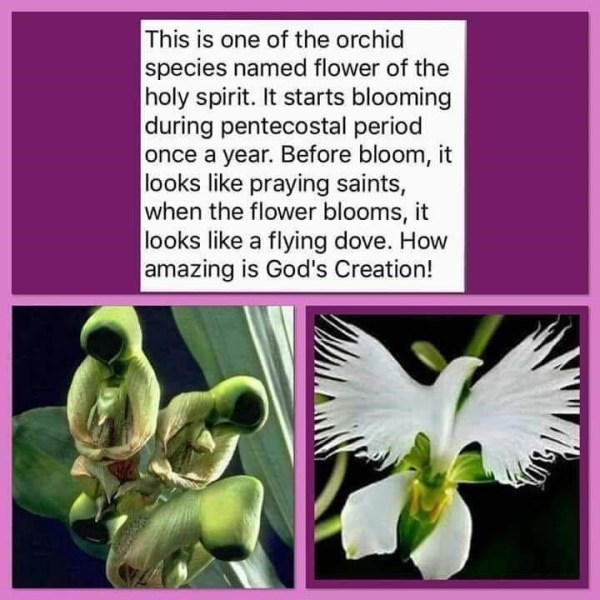 Orchid
