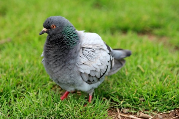 Pigeon